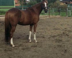 broodmare Kessy (German Riding Pony, 2003, from Madison)