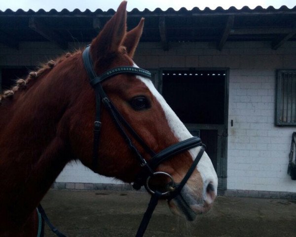 dressage horse Air-France (German Warmblood, 2004, from All Pleasur)
