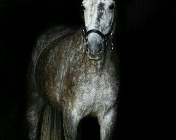 dressage horse Wega del Sol (Oldenburg, 2009, from Sungold 2)