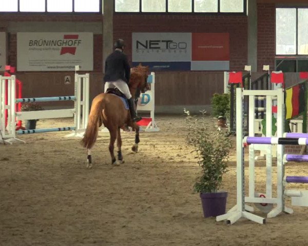 Hallen Springturnier Heiden 2017