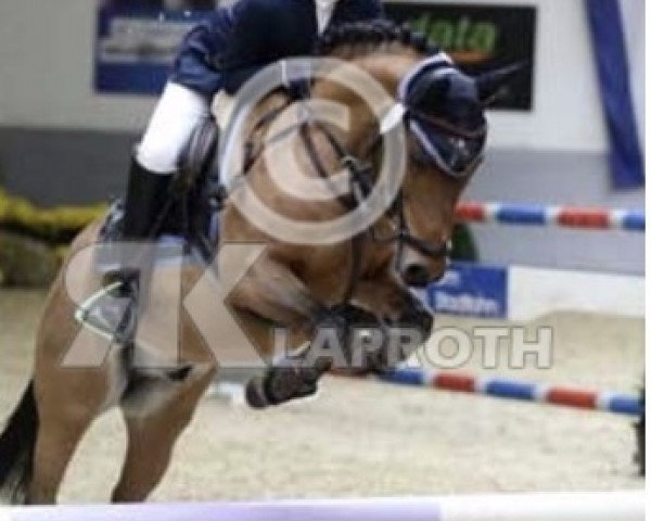 Springpferd Raaki 2 (Deutsches Reitpony, 2004)