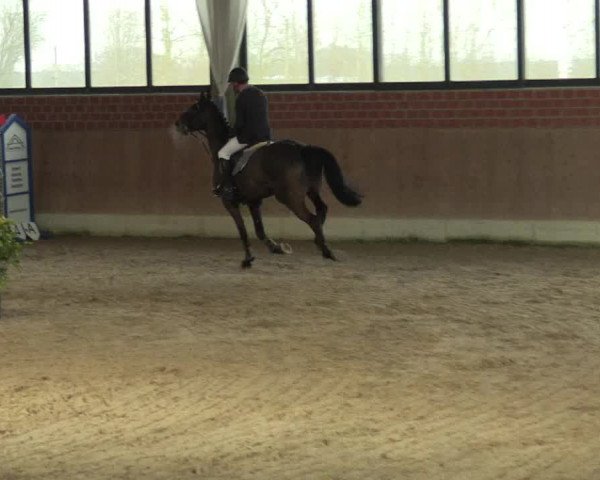 Hallen Springturnier Heiden 2017