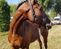 jumper Lysanto 7 (Hanoverian, 2012, from Lordanos)