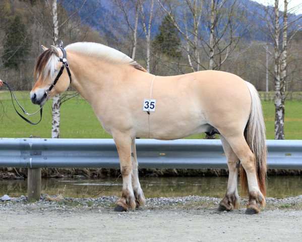horse Lyksets Monark (Fjord Horse, 2018, from Fjell Finn)