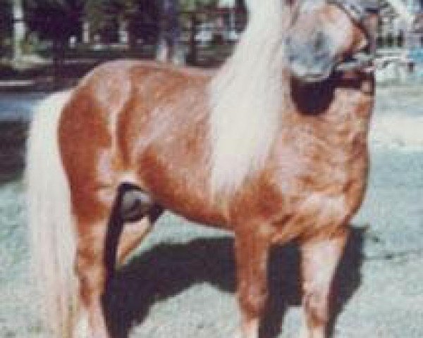 stallion Orange Light van 't Huttenest (American Miniature Horse, 1974, from Negus Du Mury-Marais) stallion Orange Light van 't Huttenest (American Miniature Horse, 1974, from Negus Du Mury-Marais)