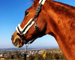 dressage horse Easy Dancer (Hessian Warmblood, 2003, from Epernay)
