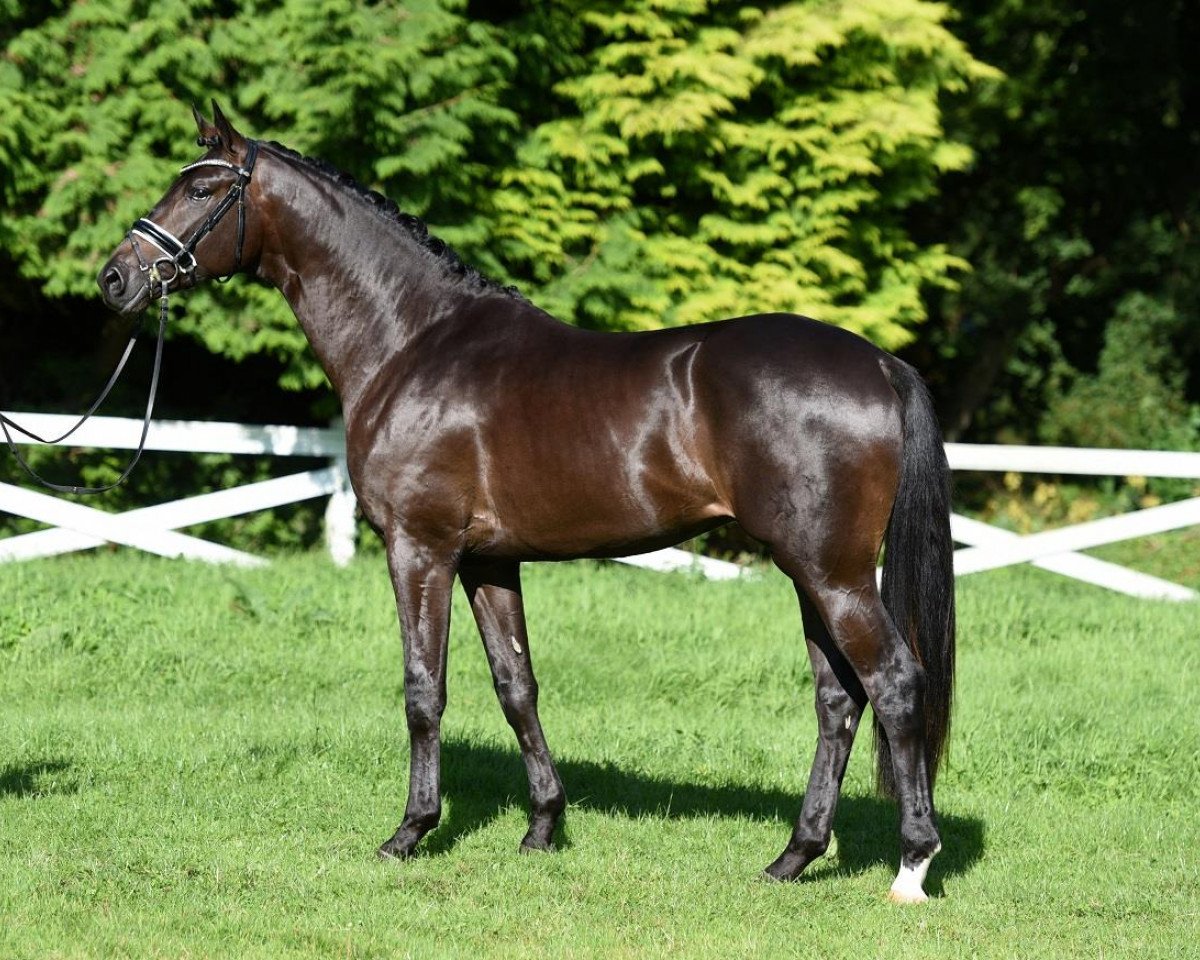 Deckhengst In Versuchung (Trakehner, 2015, von Schwarzgold)