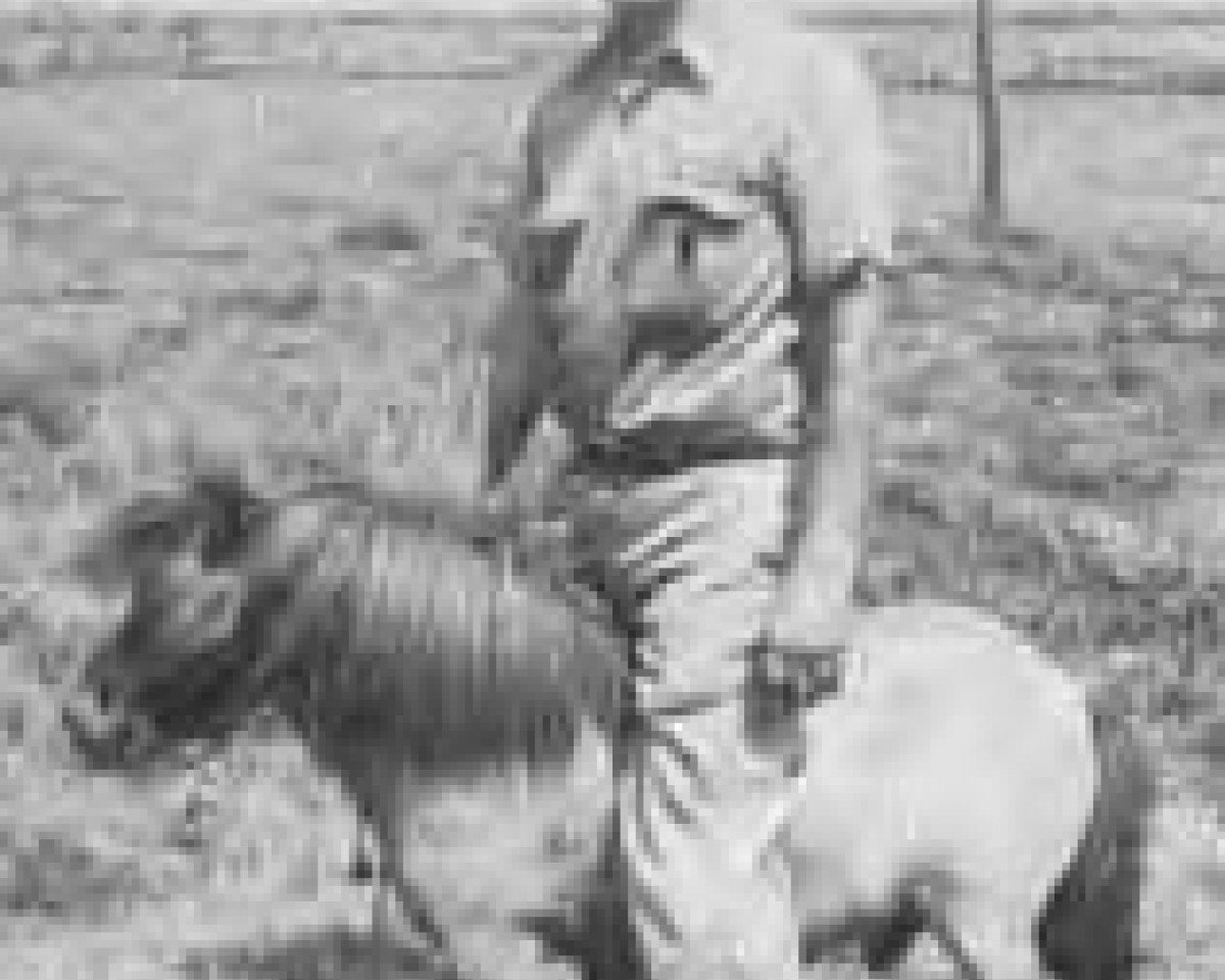 stallion Dels Little Man (American Miniature Horse, 1971)