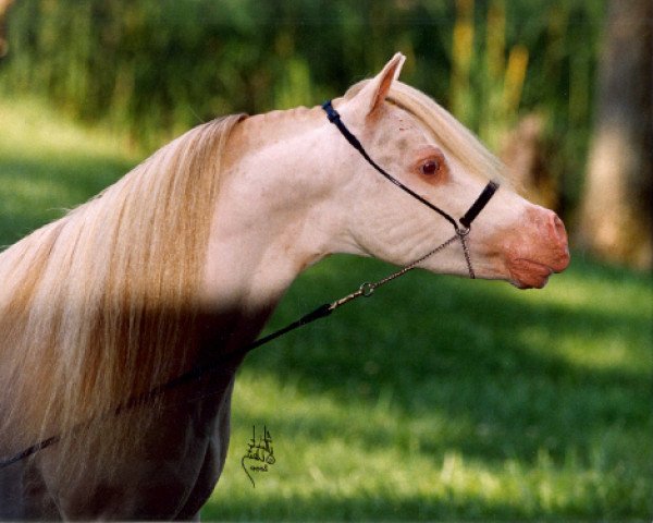 Deckhengst Little Kings Buckwheat (American Miniature Horse, 1985, von Boones Little Buckeroo)