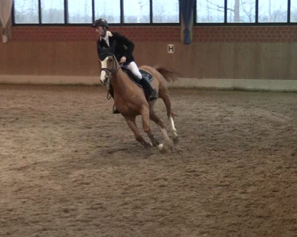 Hallen Springturnier Heiden 2017
