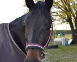 jumper Marlene 59 (German Sport Horse, 2011, from Corlensky G)