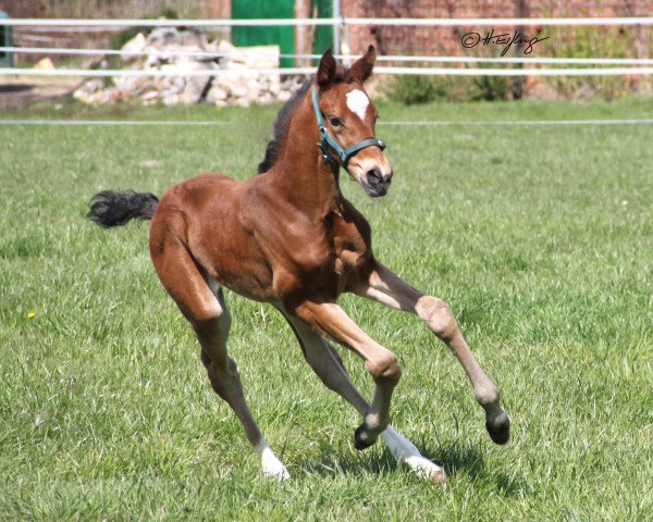 broodmare Belissima D (Westphalian, 2021, from Belissimo NRW)