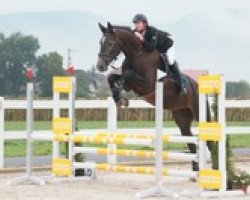 jumper Quadrifoglio Kzi CH (Swiss Warmblood, 2011, from Quality 9)