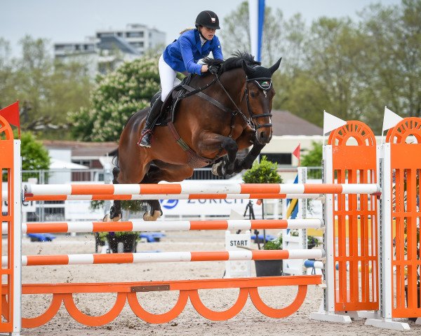 jumper Vasco Da Gama H CH (Swiss Warmblood, 2005, from Veneur du Defey)