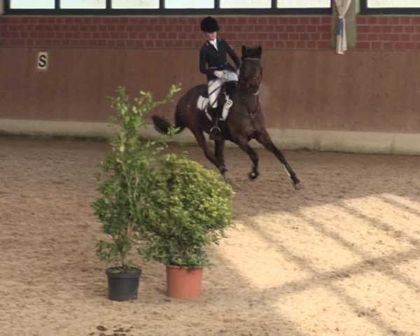 Hallen Springturnier Heiden 2017