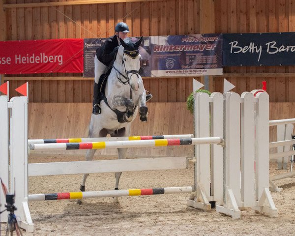 Skokan Fleetwood 41 (KWPN (Nizozemský teplokrevník), 2010, od Nabab de Rêve)