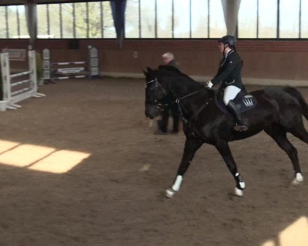 Hallen Springturnier Heiden 2017