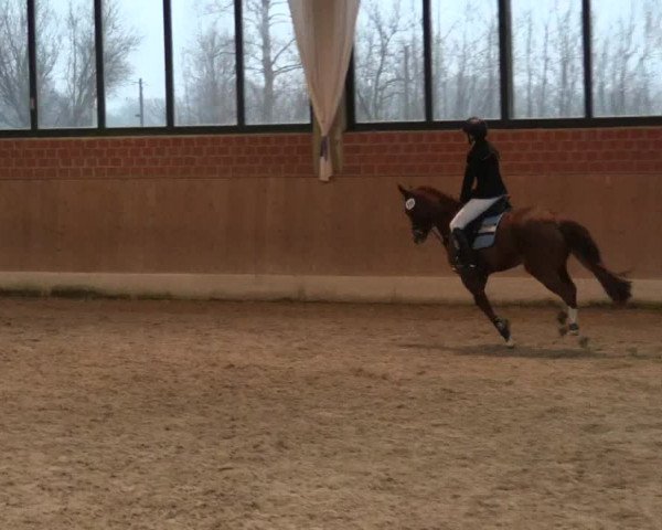 Hallen Springturnier Heiden 2017