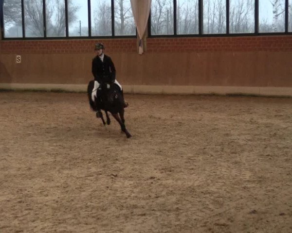 Hallen Springturnier Heiden 2017