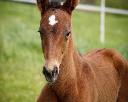 broodmare O-Noëlle (Holsteiner, 2021, from Livello)