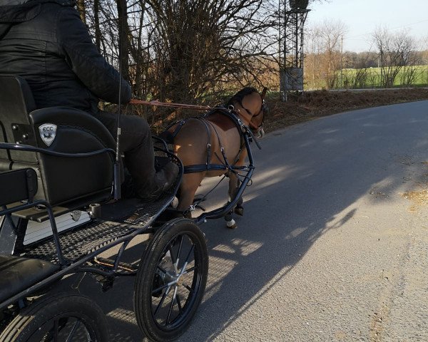 dressage horse Paaskamp's Reiderlander (Welsh mountain pony (SEK.A), 2012, from Ysselvliedts High-Wood)