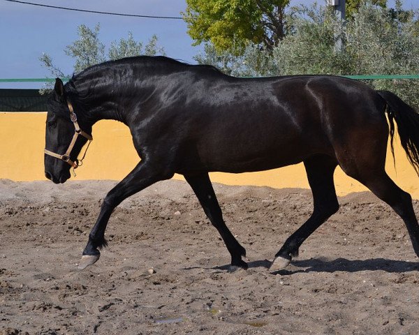 broodmare Utrerana JL (Pura Raza Espanola (PRE), 2005, from Obcecado) broodmare Utrerana JL (Pura Raza Espanola (PRE), 2005, from Obcecado)
