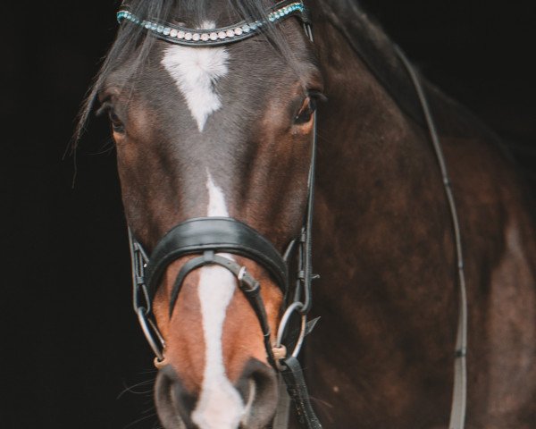 dressage horse Conquistador de carinho (Hanoverian, 2013, from Cador 5)