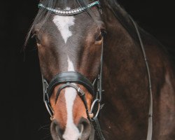 dressage horse Conquistador de carinho (Hanoverian, 2013, from Cador 5)