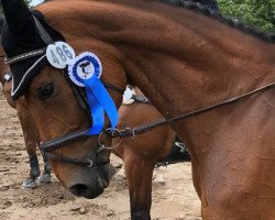 broodmare Catniss 6 (Hanoverian, 2009, from Conteur)