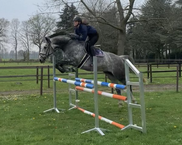 broodmare Goldroeschen Dree Boeken (Hanoverian, 2012, from Goldfever 3)