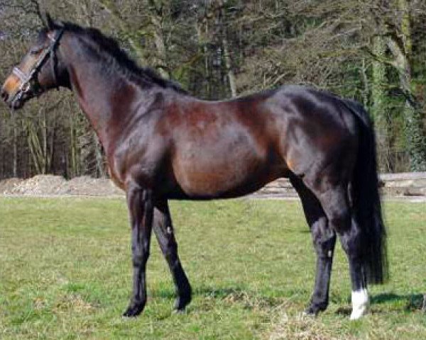 stallion Twen xx (Thoroughbred, 1991, from Königsstuhl xx) stallion Twen xx (Thoroughbred, 1991, from Königsstuhl xx)