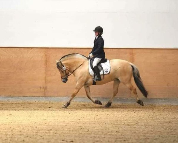 broodmare Klosterhof's Walhalla (Fjord Horse, 2016, from Ricardo Baron)