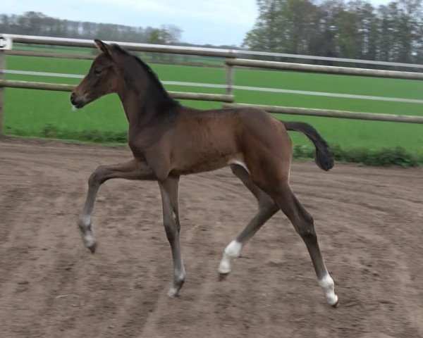 broodmare Feine Vision (Oldenburg, 2021, from Fynch Hatton)