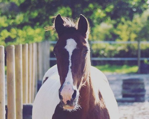broodmare Barbette (Pinto / Small Riding Horse, 1999)