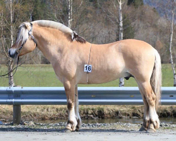 horse Mathisdals Einer (Fjord Horse, 2016, from Volls Birk)
