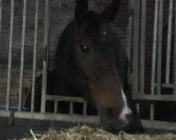 Zuchtstute Grace Kelly (KWPN (Niederländisches Warmblut), 2011, von Bodinus)
