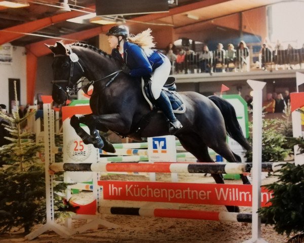 jumper Felino 48 (Hanoverian, 2005, from Feininger) jumper Felino 48 (Hanoverian, 2005, from Feininger)