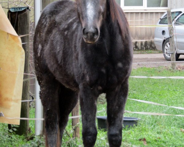 Zuchtstute Hallas Tiny Fury (Quarter Horse, 2016, von AHF Ester Smart Hobo)