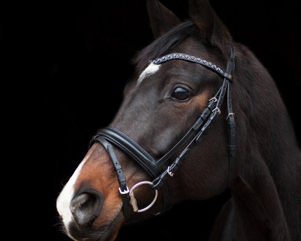 Zuchtstute Donauliebe vom Webelsgrund (Trakehner, 2007, von Checkpoint)