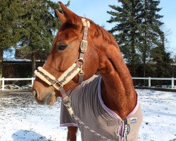 dressage horse Belissima (Hanoverian, 2012, from Belissimo NRW)