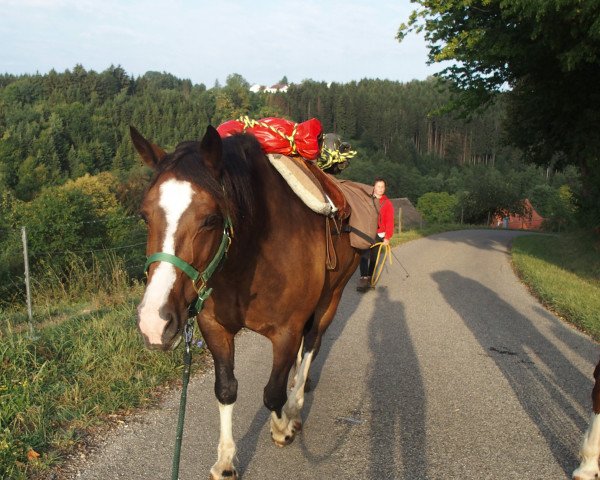 horse Ronja (Freiberger, 2008, from El Paso)