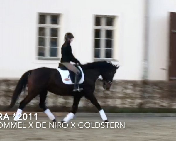 broodmare Sinira (Oldenburg, 2011, from Sir Lommel)