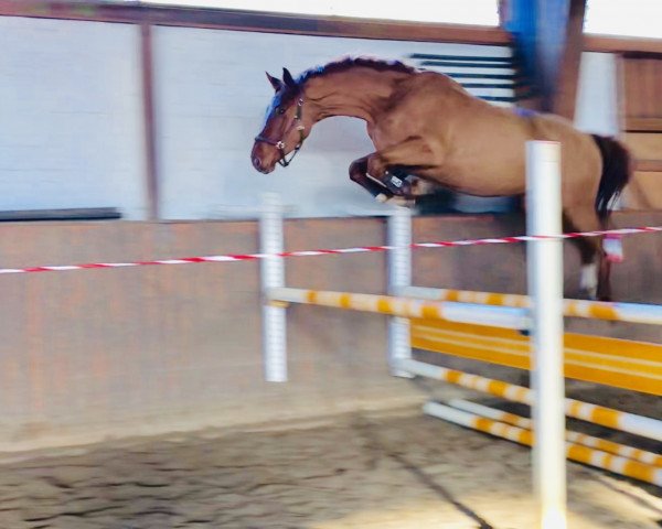 Springpferd Dubai de Semilly Zd (Hannoveraner, 2015, von Diamant de Semilly)
