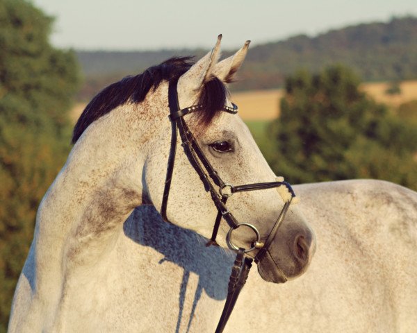 jumper Cassiopeia 81 (unknown, 2007, from Chalet)