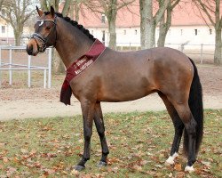 stallion Mondzauber (German Riding Pony, 2016, from Movie Star)