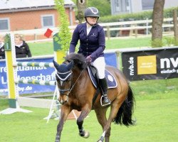 Springpferd Hip Hop's Hallah (Deutsches Reitpony, 2011, von Hip Hop)
