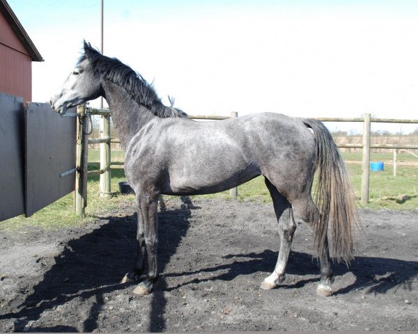 Pferd Gredstedgaards Lancet (Dänisches Warmblut, 2012, von Sir Lancelot M)