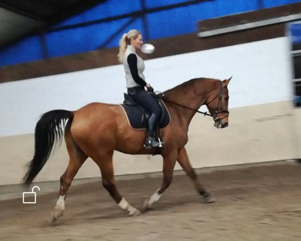dressage horse Amador 10 (Holsteiner, 2005, from Almani)