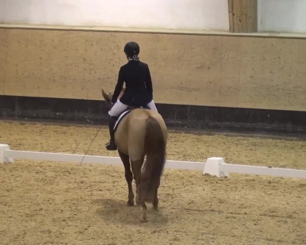 Reitturnier München-Riem 2017