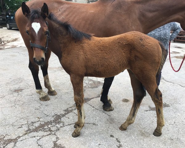 Zuchtstute Liliana (Österreichisches Warmblut, 2018, von Quando Unico FRH)